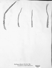 Septoria dianthi image